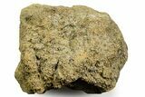 Dinosaur (Triceratops) Bone Section - Montana #366583-1